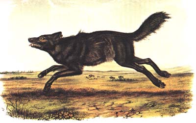 Gray wolf