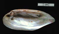 Mussel shell scraper
