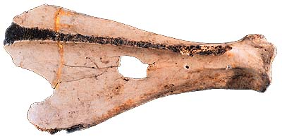 Bison-scapula hoe