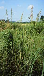 Spartina pectinata