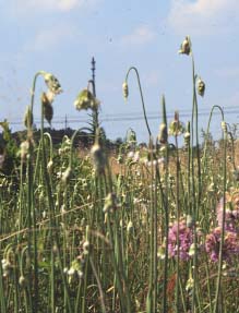 Allium cernuum