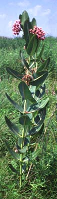 Asclepias sullivantii