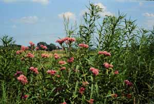 Asclepias incarnata