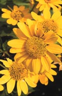 Heliopsis helianthoides