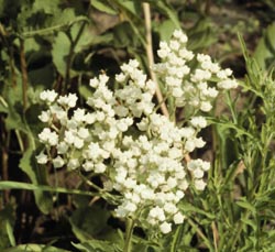 Parthenium integrifolium