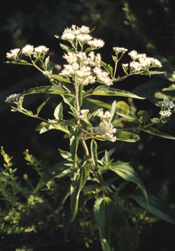 Eupatorium altissimum