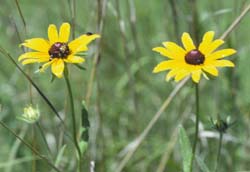 Rudbeckia hirta