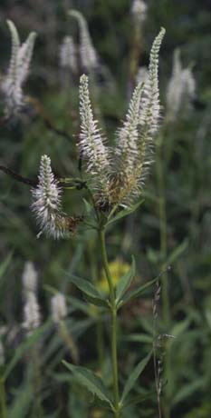 Veronicastrum virginicum