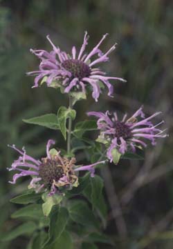 Monarda fistulosa