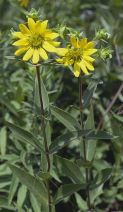 Silphium integrifolium