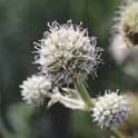 Eryngium yuccifolium