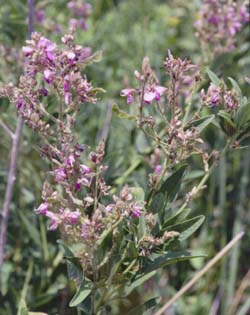 Desmodium canadense