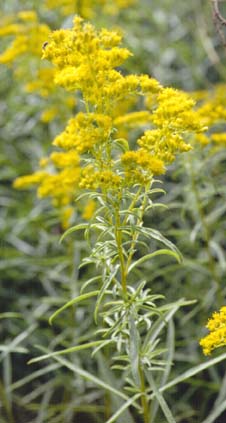 Solidago missouriensis