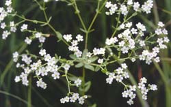 Euphorbia corollata