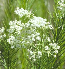 Asclepias verticillata