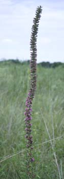 Liatris pychnostachya