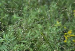 Panicum virgatum