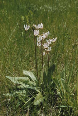 Dodecatheon meadia