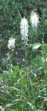 Camassia scilloides