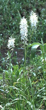 Camassia scilloides