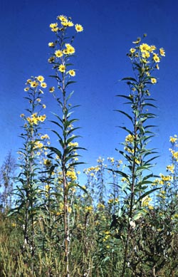 Helianthus grosseserratus