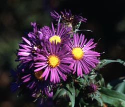 Aster novaeangliae