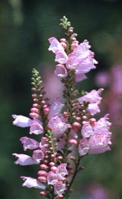 Physostegia virginiana