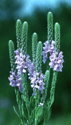 Verbena stricta