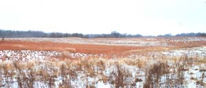 Prairie in winter