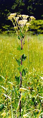 Cacalia atriciplifolia