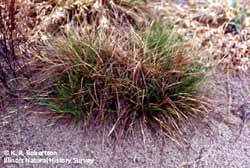 Carex tonsa