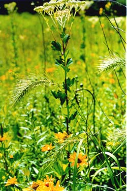 Elymus canadensis