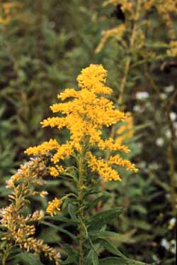 Solidago canadensis