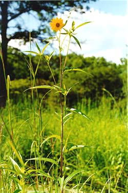 Helianthus pauciflorus