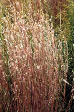 Schizachyrium scoparium