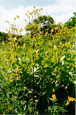 Silphium perfoliatum