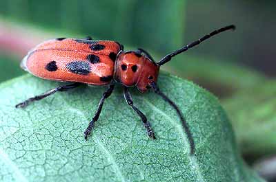 Tetraopes tetrophthalmus