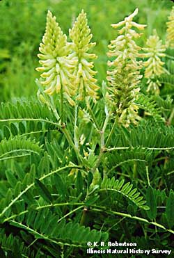 Astragalus canadensis