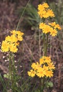 Senecio plattensis