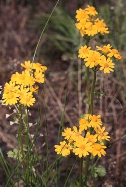 Senecio platensis