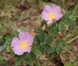 Rosa carolina