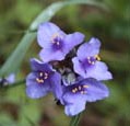 Tradescantia ohioensis