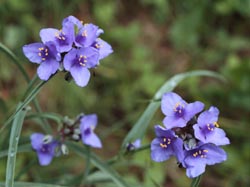 Tradescantia ohiensis