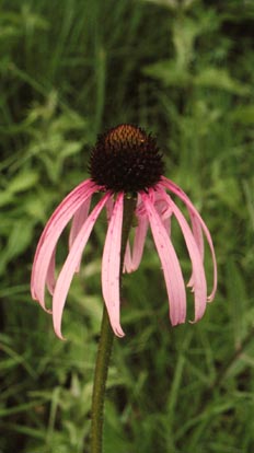 Echinacea pallida