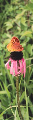 Butterfly on Echinacea purpurea