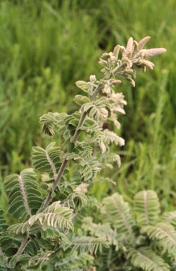 Amorpha canescens