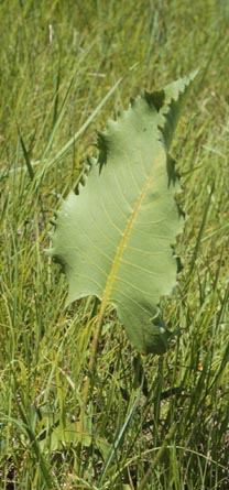 Silphium terebinthinaceum