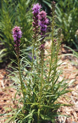 Liatris spicata