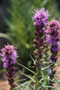 Liatris spicata