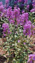 Phlox maculata cv 'Rosalind'